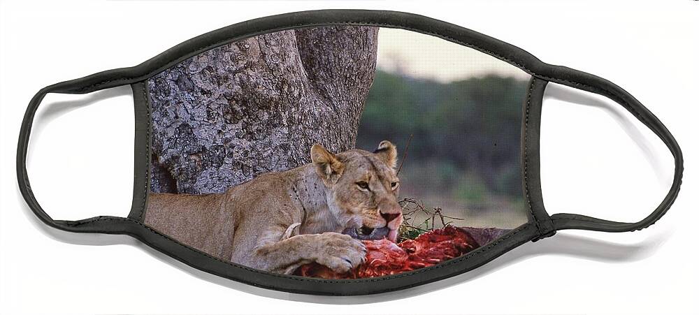 Africa Face Mask featuring the photograph Lioness Eating Water Buffalo by Russel Considine