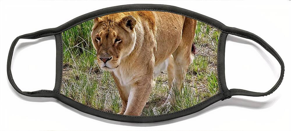 Nature Face Mask featuring the photograph Lioness On The Prowl #3 by Loren Gilbert