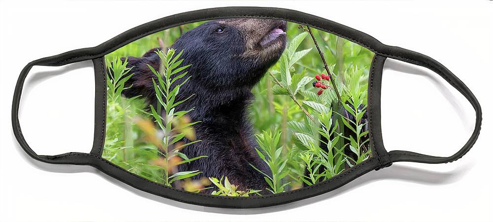 Black Bear Face Mask featuring the photograph Little Berry Eater - Black Bear Yearling by Susan Rissi Tregoning