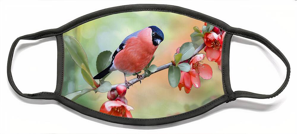 Bull Finch Face Mask featuring the mixed media Little Bull Finch on Quince Blossom by Morag Bates