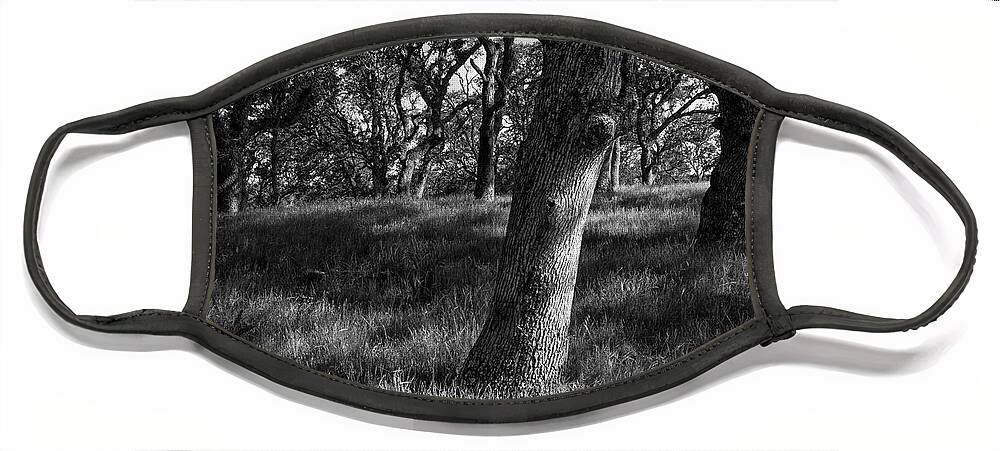 Tree Face Mask featuring the photograph Live Oaks and Shadows by Rick Pisio