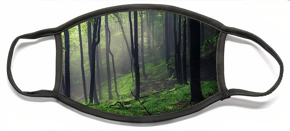 Mist Face Mask featuring the photograph Living Forest by Evgeni Dinev