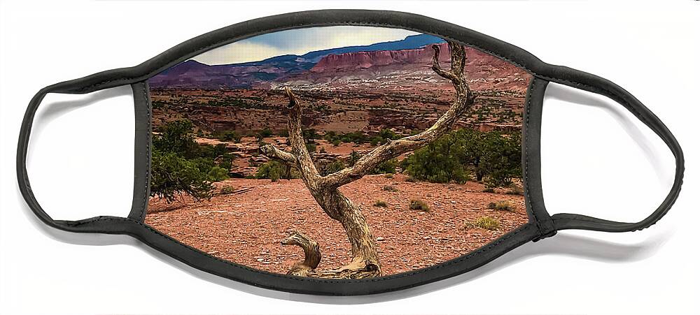 Tree Face Mask featuring the photograph Lone Hold by Pam Rendall