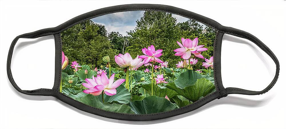 Lotus Flowers Face Mask featuring the photograph Lotus Pond by Elvira Peretsman