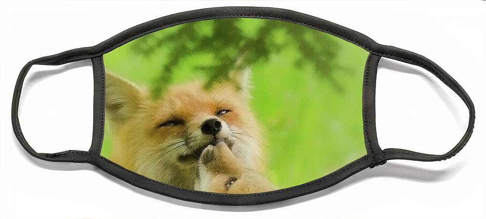 Foxes Face Mask featuring the photograph Love and Kisses II by Kristin Hatt