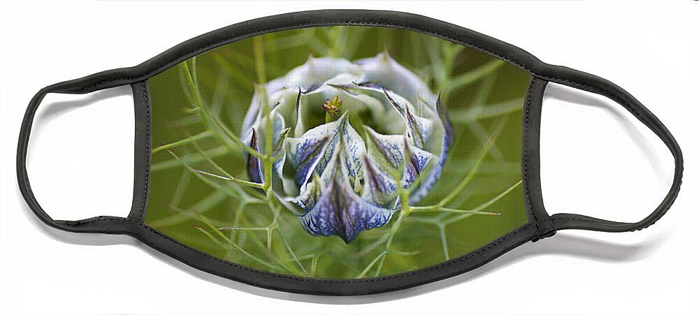 Nigella Face Mask featuring the photograph Love In The Mist Round Bud by Joy Watson