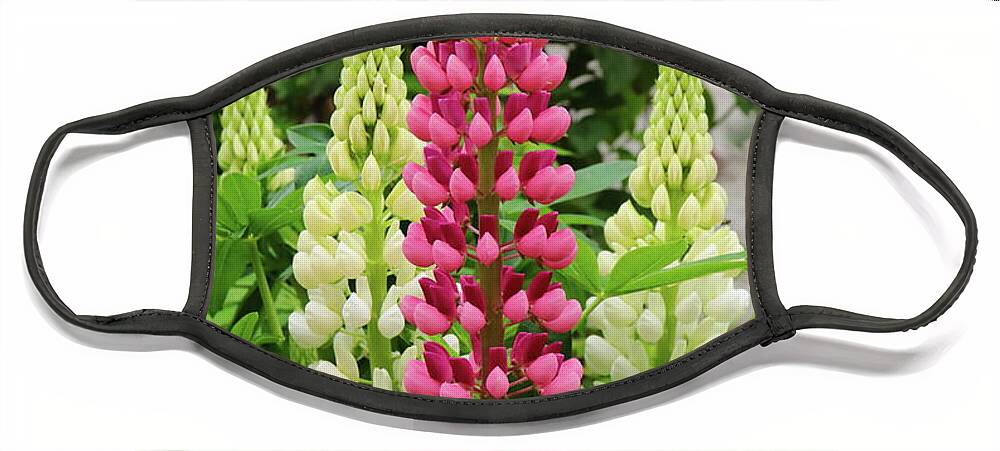 Lupin Face Mask featuring the photograph Lupin Flowers by Jeff Townsend