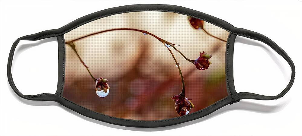 Plants Face Mask featuring the photograph Macro Photography - After The Rain by Amelia Pearn