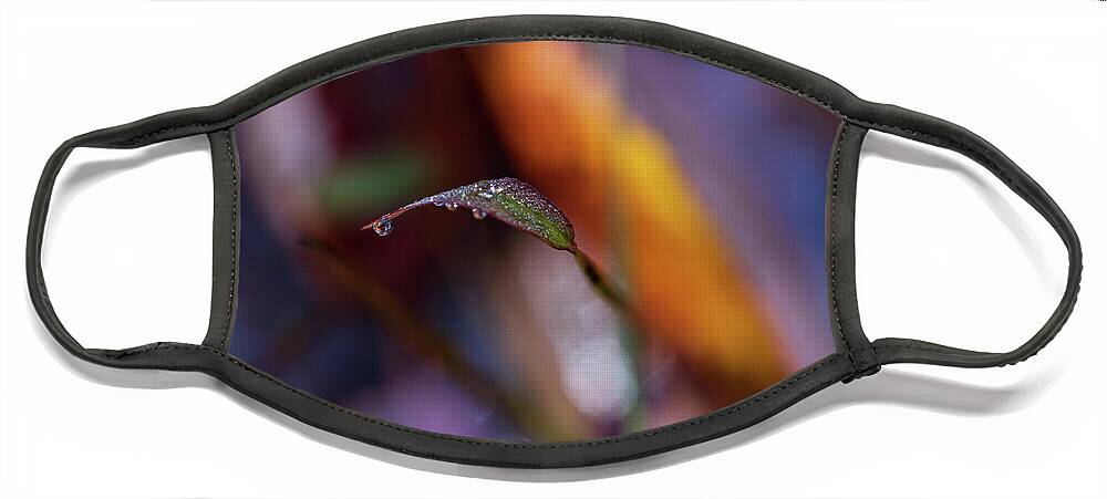Fall Face Mask featuring the photograph Macro Photography - Fall Foliage by Amelia Pearn