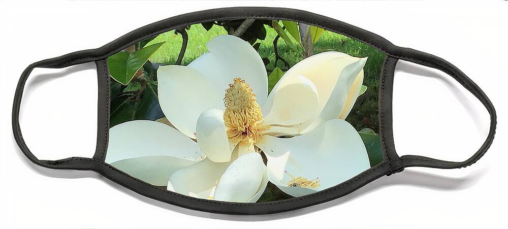 Magnolia - Flowers Face Mask featuring the photograph Magnolia Joy Two by Catherine Wilson