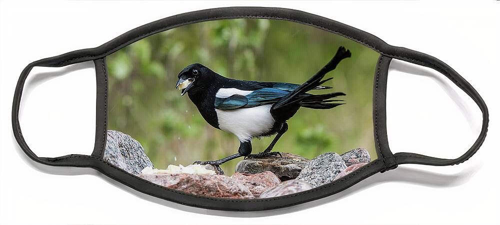 Magpie's Twisted Tail Face Mask featuring the photograph Magpie in profile eating cheese on the rocks at the pond by Torbjorn Swenelius