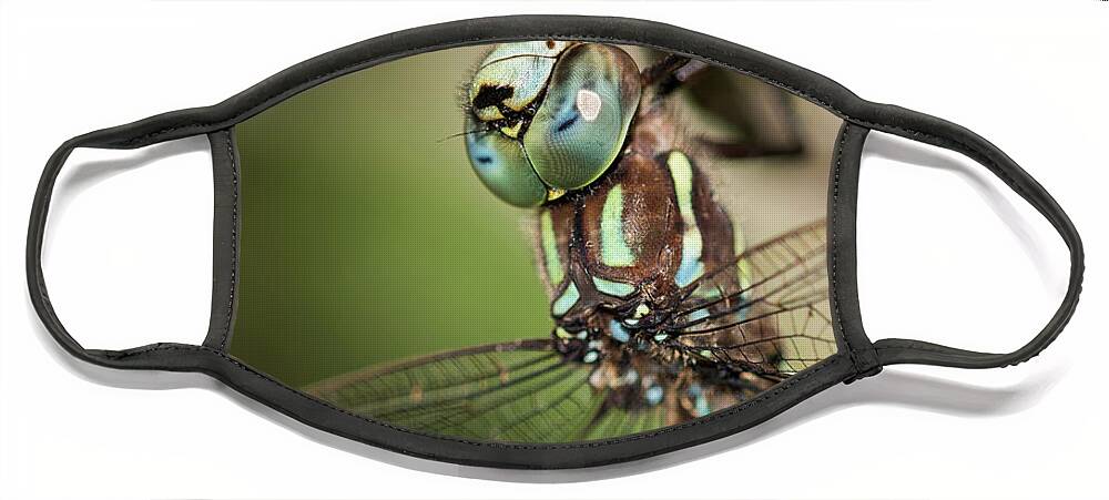 Animals Face Mask featuring the photograph Male Blue-eyed Darner by Robert Potts
