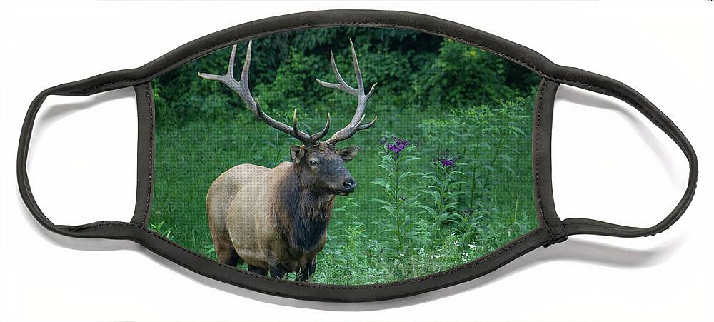 Elk Face Mask featuring the photograph Male Elk by Cindy Robinson