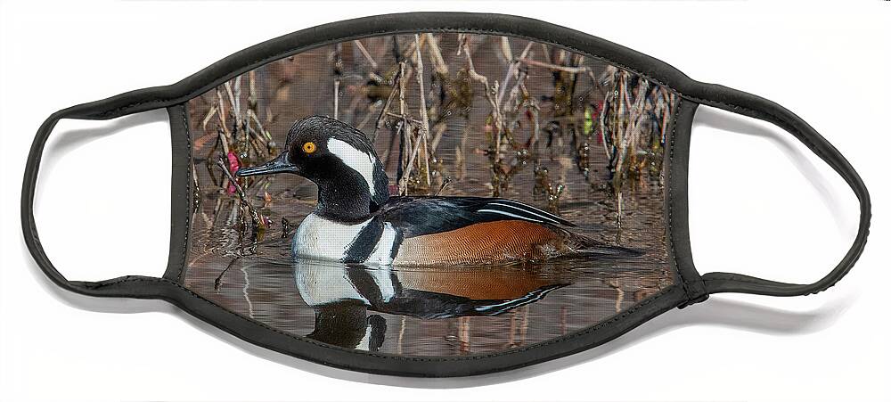 Nature Face Mask featuring the photograph Male Hooded Merganser DWF0231 by Gerry Gantt