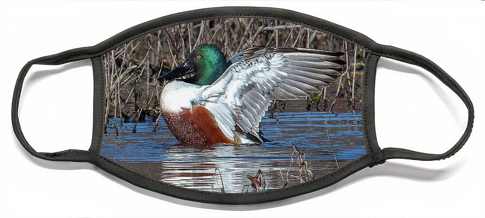 Nature Face Mask featuring the photograph Male Northern Shoveler Drying off after Bathing DWF0236 by Gerry Gantt