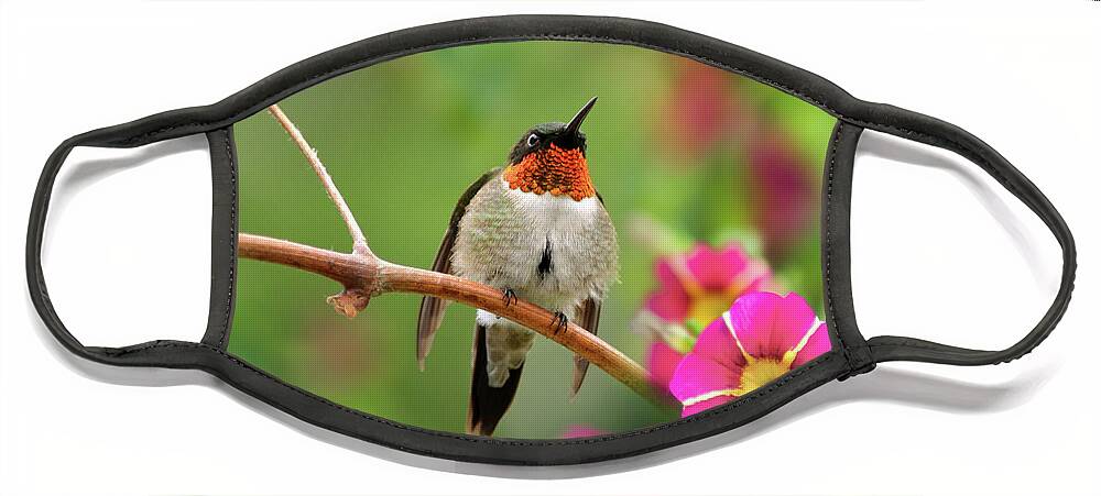 Hummingbird Face Mask featuring the photograph Male Ruby Throated Hummingbird by Christina Rollo