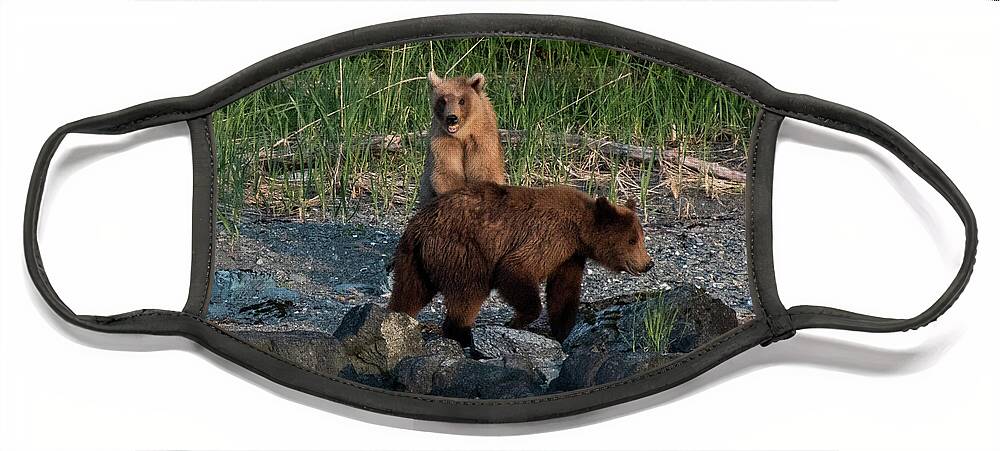 Brown Bears Face Mask featuring the photograph Mama and Cub by David Kirby