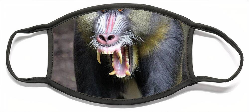 Mandrill Face Mask featuring the photograph Mandrill Leader by Linda Goodman