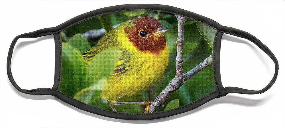 Mangrove Warbler Face Mask featuring the photograph Mangrove lover by Jaki Miller
