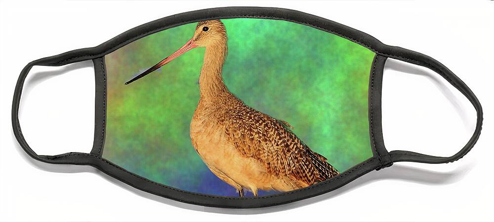 Marbled Godwit Face Mask featuring the photograph Marbled Godwit by Mingming Jiang