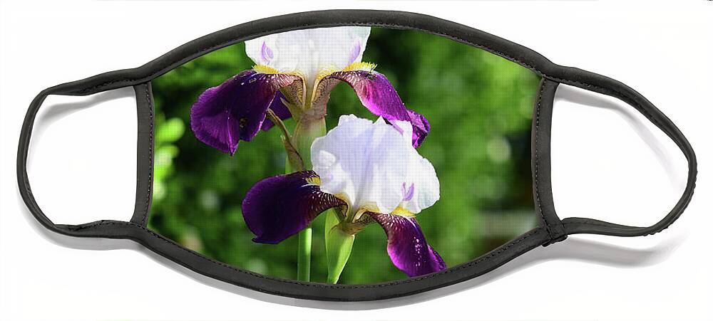 Maroon And White Bearded Iris Face Mask featuring the photograph Maroon and White Bearded Irises by Cynthia Westbrook