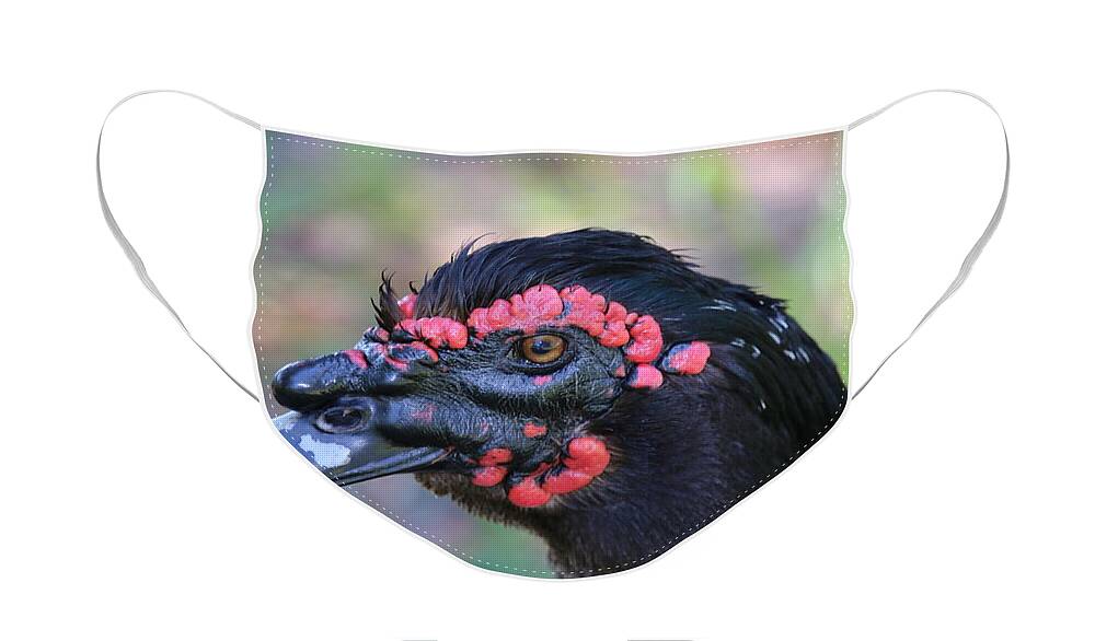 Muscovy Face Mask featuring the photograph Masculine Muscovy Duck in the Lakes of Leesburg by Philip And Robbie Bracco