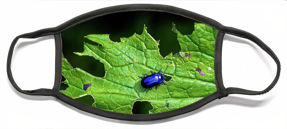 Agriculture Face Mask featuring the photograph Metallic Blue Leaf Beetle On Green Leaf With Holes by Andreas Berthold