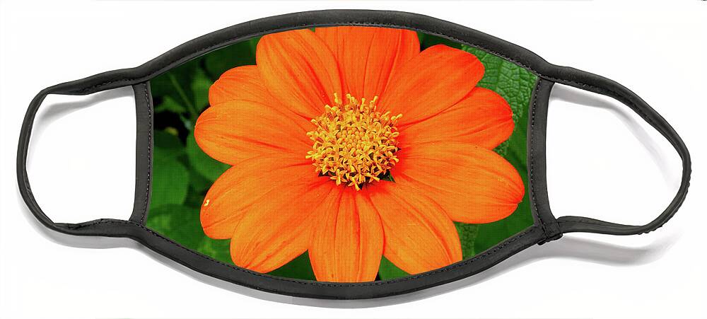 Flower Face Mask featuring the photograph Mexican Sunflower by Brian Weber