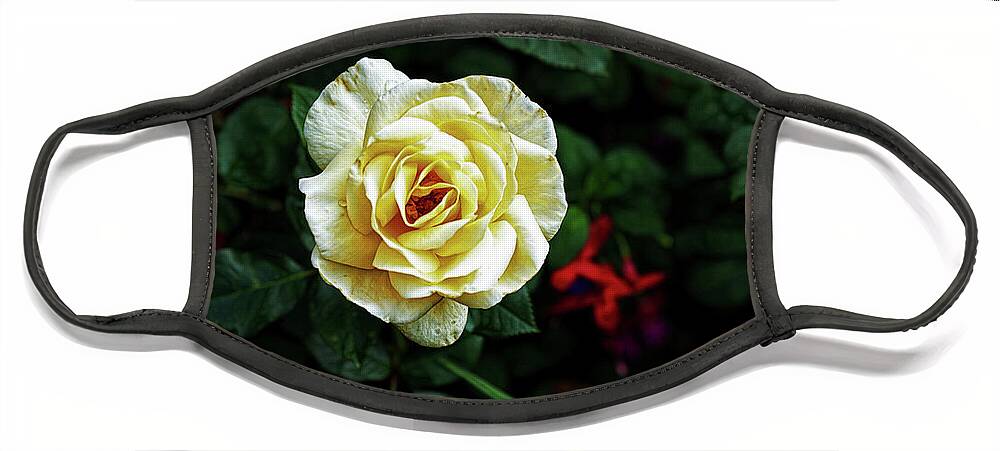 Garden Face Mask featuring the photograph Midnight Rose by Cameron Wood
