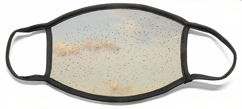 Animals Face Mask featuring the photograph MIgrating Birds In The Sky by Amelia Pearn