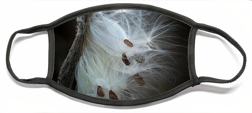Milkweed Face Mask featuring the photograph Milkweed Blowing in the Wind by Lorraine Cosgrove
