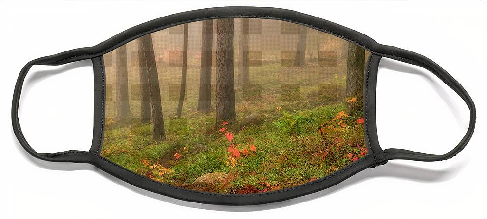 New Hampshire Face Mask featuring the photograph Mist In The Glade. by Jeff Sinon