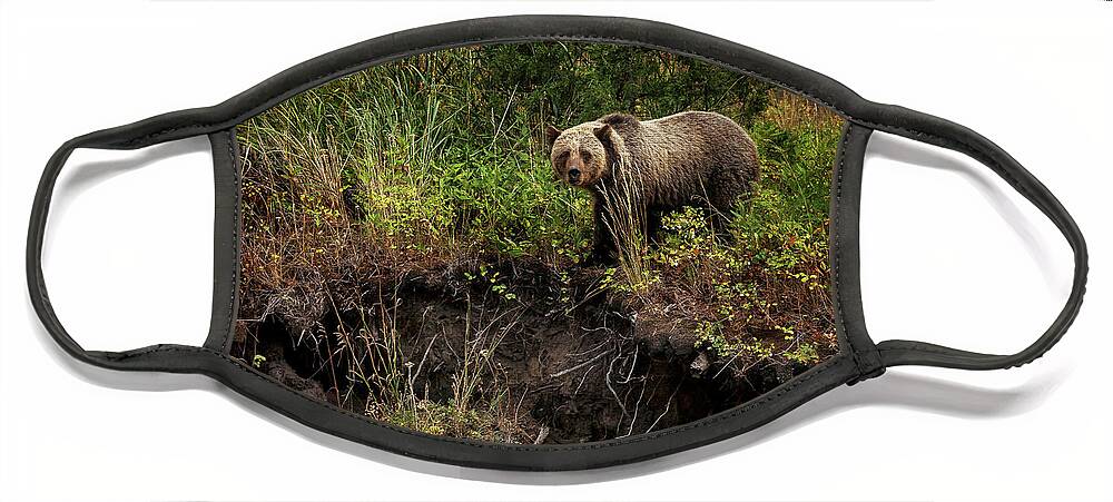Landscape Face Mask featuring the photograph Moma Bear on North Fork by Craig J Satterlee