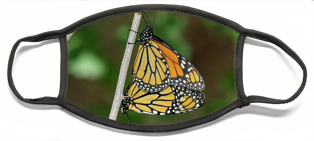 Butterflies Face Mask featuring the photograph Monarch Butterflies by Wesley Aston