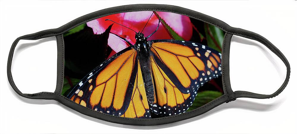 Butterfly Face Mask featuring the photograph Monarch Butterfly on a Red Flower by James C Richardson
