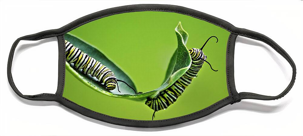 Monarch Caterpillar Face Mask featuring the photograph Monarch Caterpillars by Christina Rollo