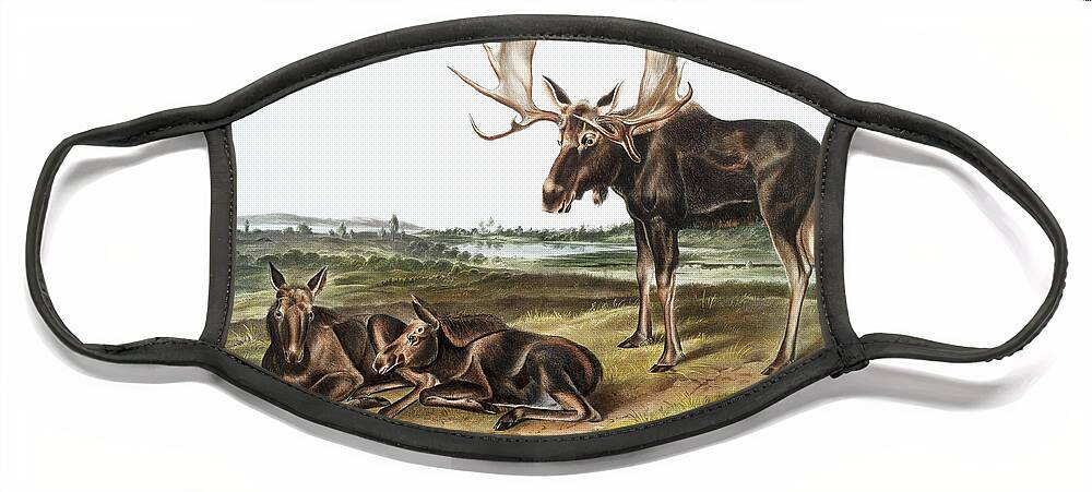 America Face Mask featuring the mixed media Moose. John Woodhouse Audubon Illustration by World Art Collective