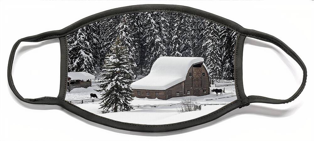 Snow Face Mask featuring the photograph Moose Ranch by Ronnie And Frances Howard