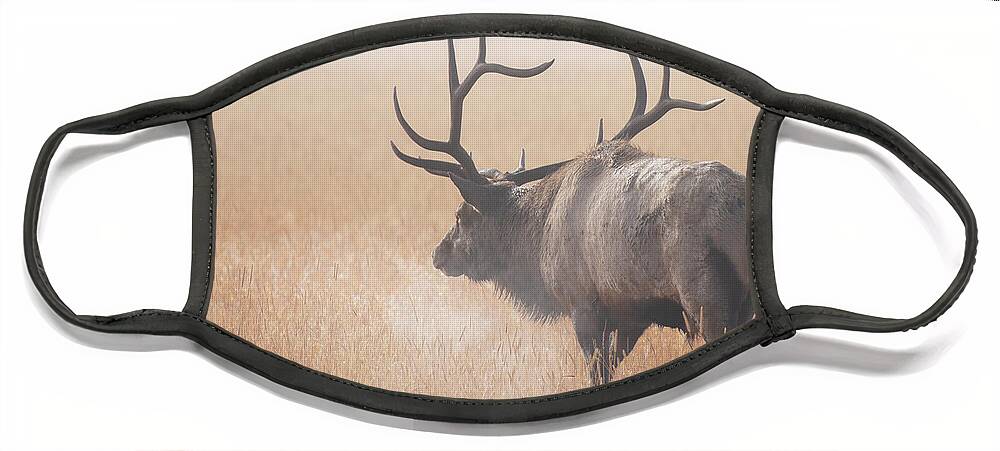 Elk Face Mask featuring the photograph Morning Breath by Darren White