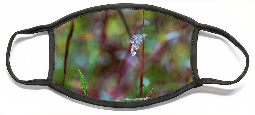 Water Drops Face Mask featuring the photograph Morning Dew on Grass by Amelia Pearn