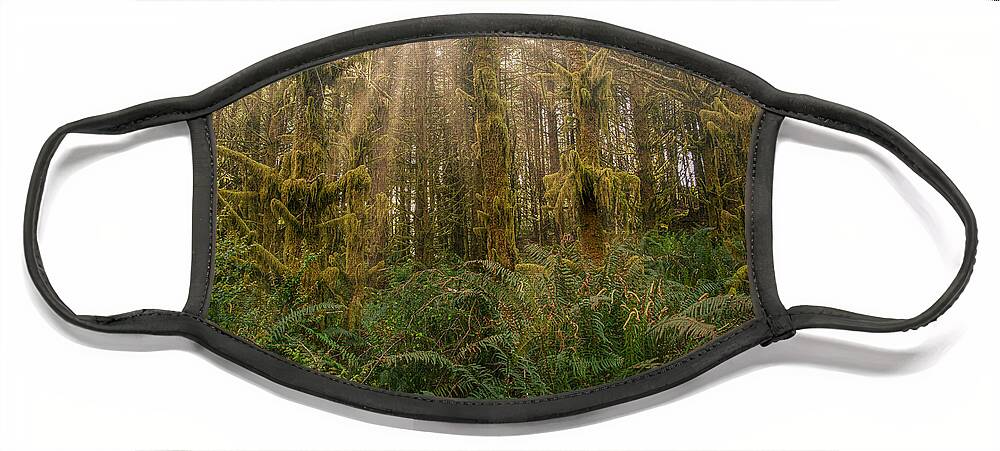 Dawn Face Mask featuring the photograph Morning Light in Coastal Forest by Bill Posner