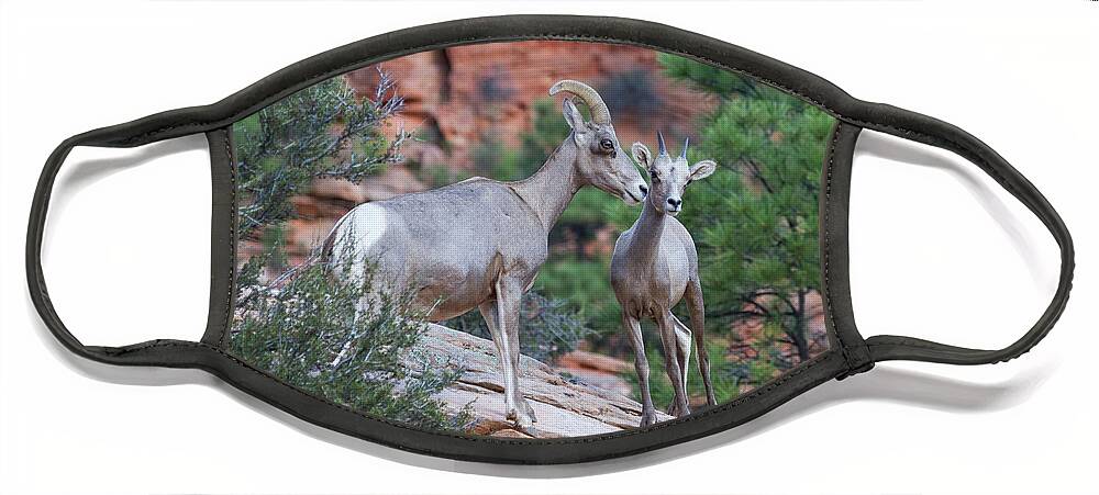 Zion Face Mask featuring the photograph Mother and Lamb by James Marvin Phelps