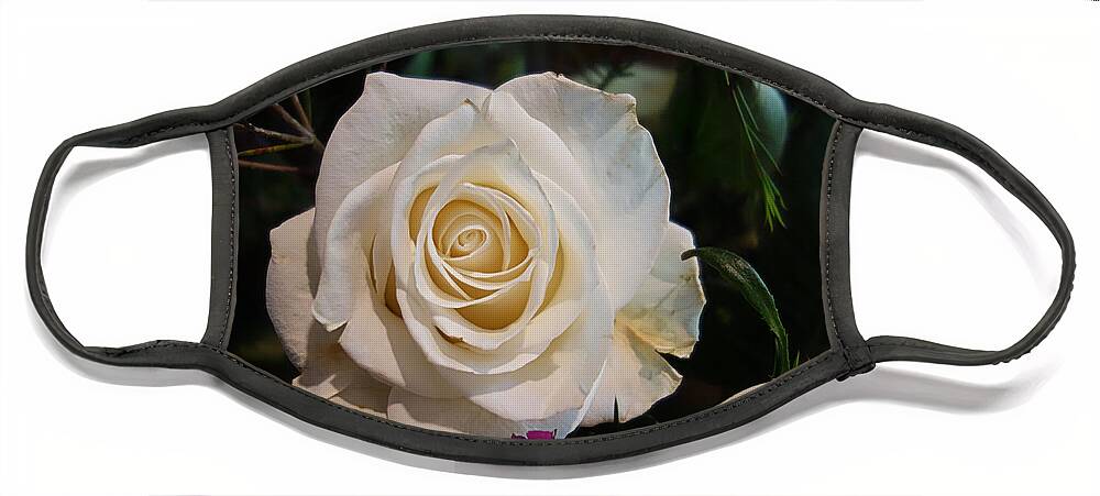 Flower Face Mask featuring the photograph Mothers Day White Rose by Russel Considine