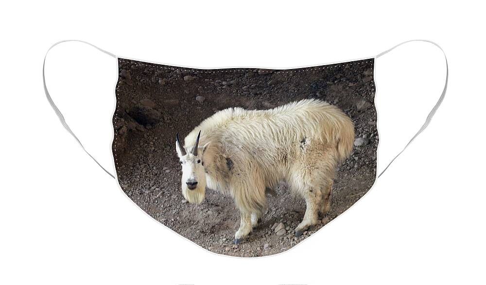 Mountain Goat Face Mask featuring the photograph Mountain goat salt lick by Cindy Murphy