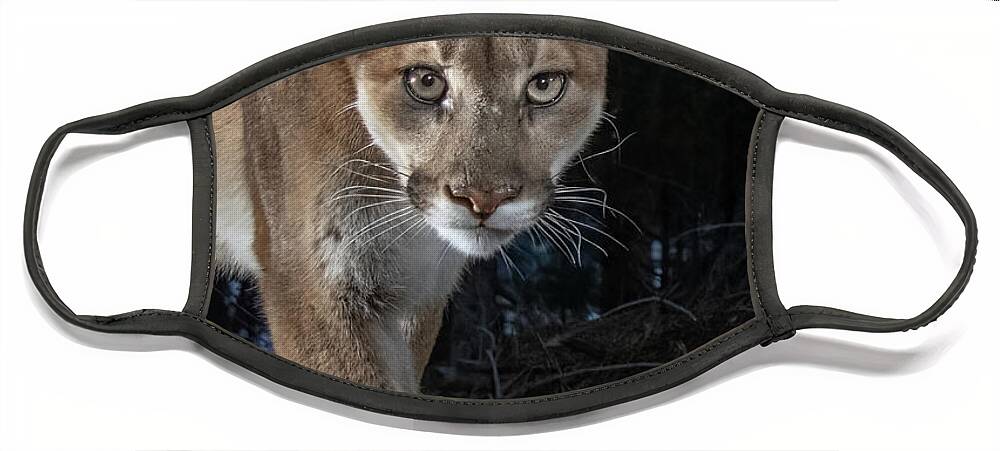 Mountain Lion Face Mask featuring the photograph Mountain Lion Closeup by Randy Robbins