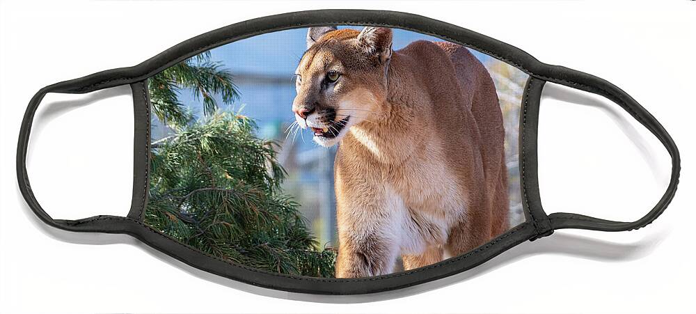Mountain Lion Fstop101 Wildlife Face Mask featuring the photograph Mountain Lion by Geno Lee