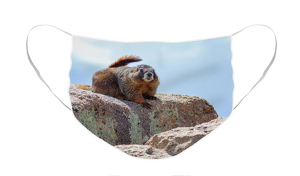 Rocky Mountain National Park Face Mask featuring the photograph Mountain Marmot by Tim Stanley
