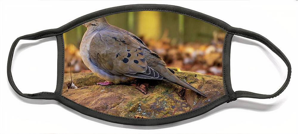 Mourning Dove Face Mask featuring the photograph Mourning Dove on a Rock by Jason Fink