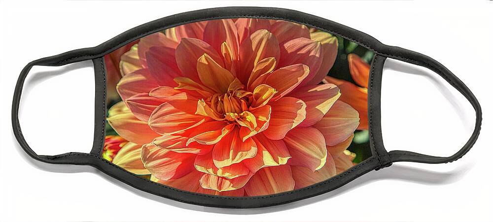 Dahlia Face Mask featuring the photograph Multicolor Dahlia by Loyd Towe Photography
