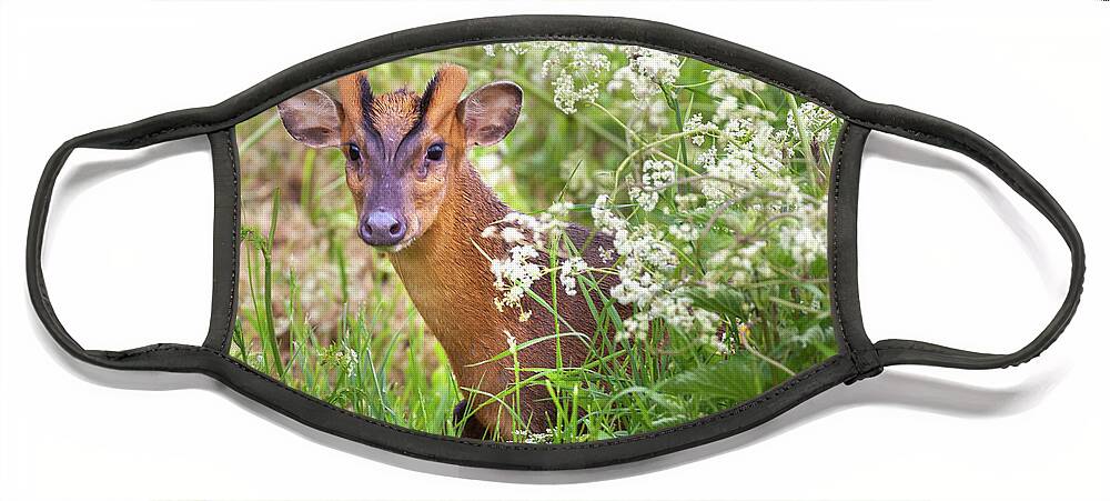 Deer Face Mask featuring the photograph Muntjac deer looking through cow parsley hedge by Simon Bratt